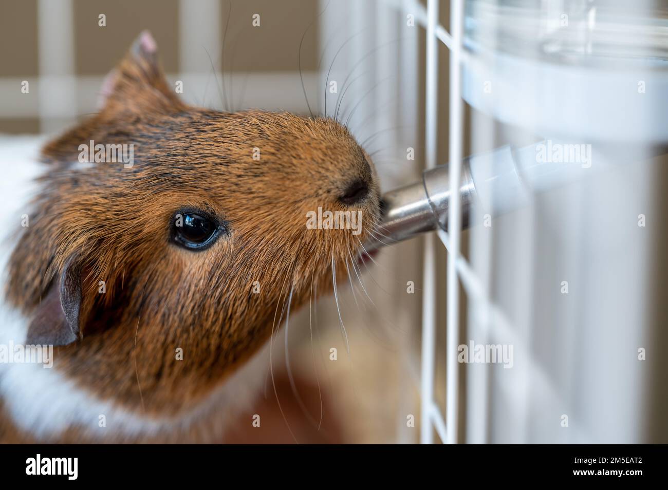 Selective focus on a guinea pig drinking out of a water bottle mounted