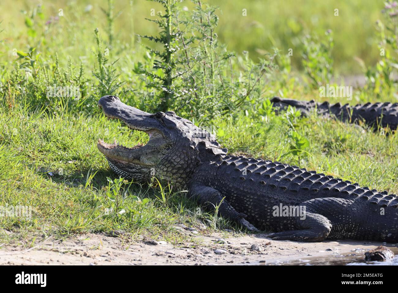 Alligator Myakka River State Park Florida USA Stock Photo - Alamy