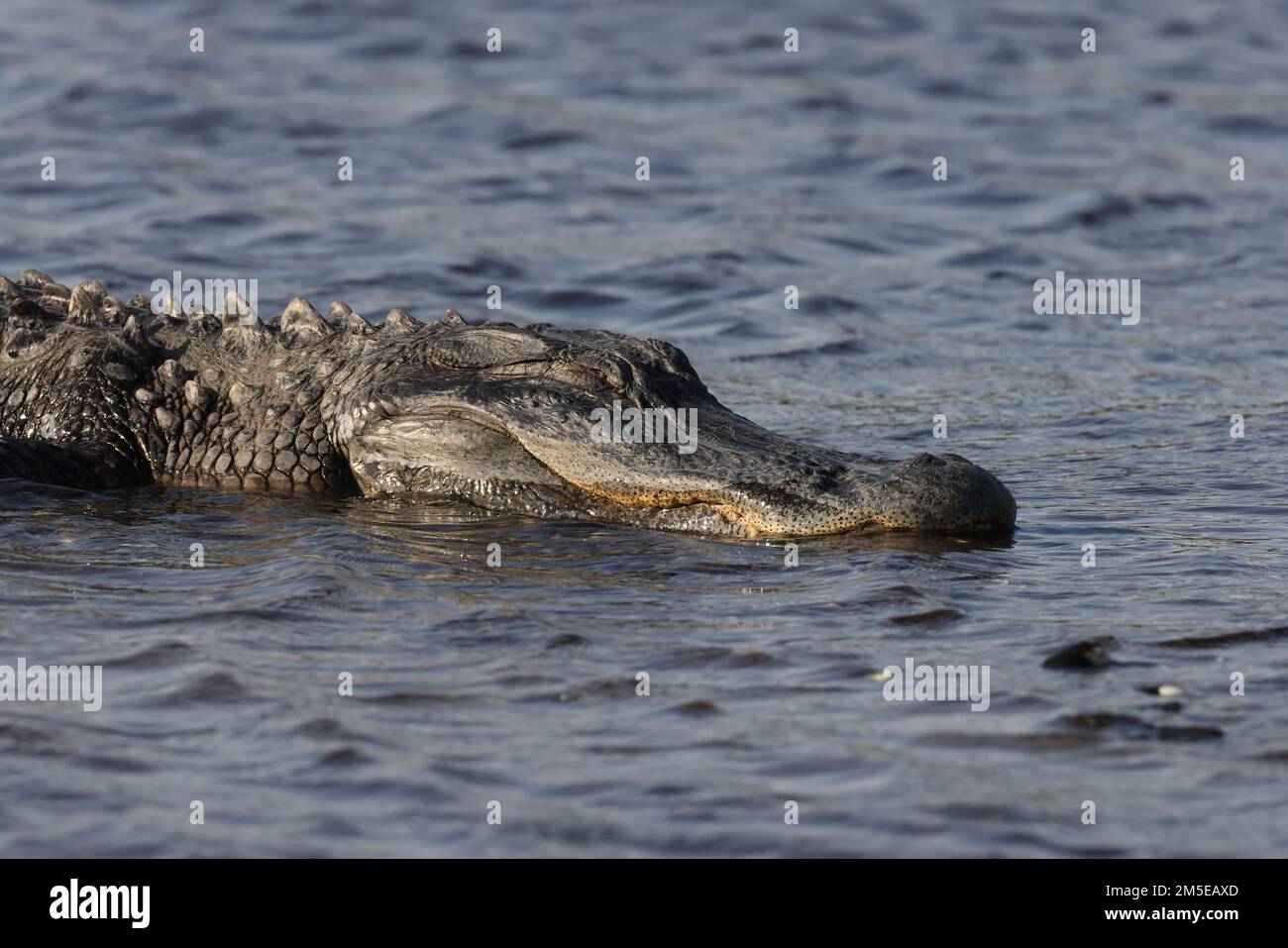 Alligator Myakka River State Park Florida USA Stock Photo - Alamy