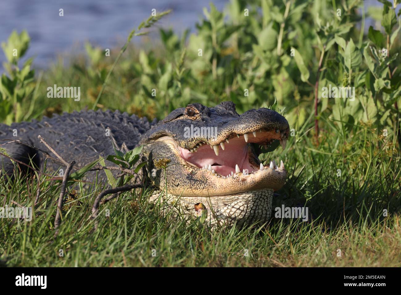 Alligator Myakka River State Park Florida USA Stock Photo - Alamy