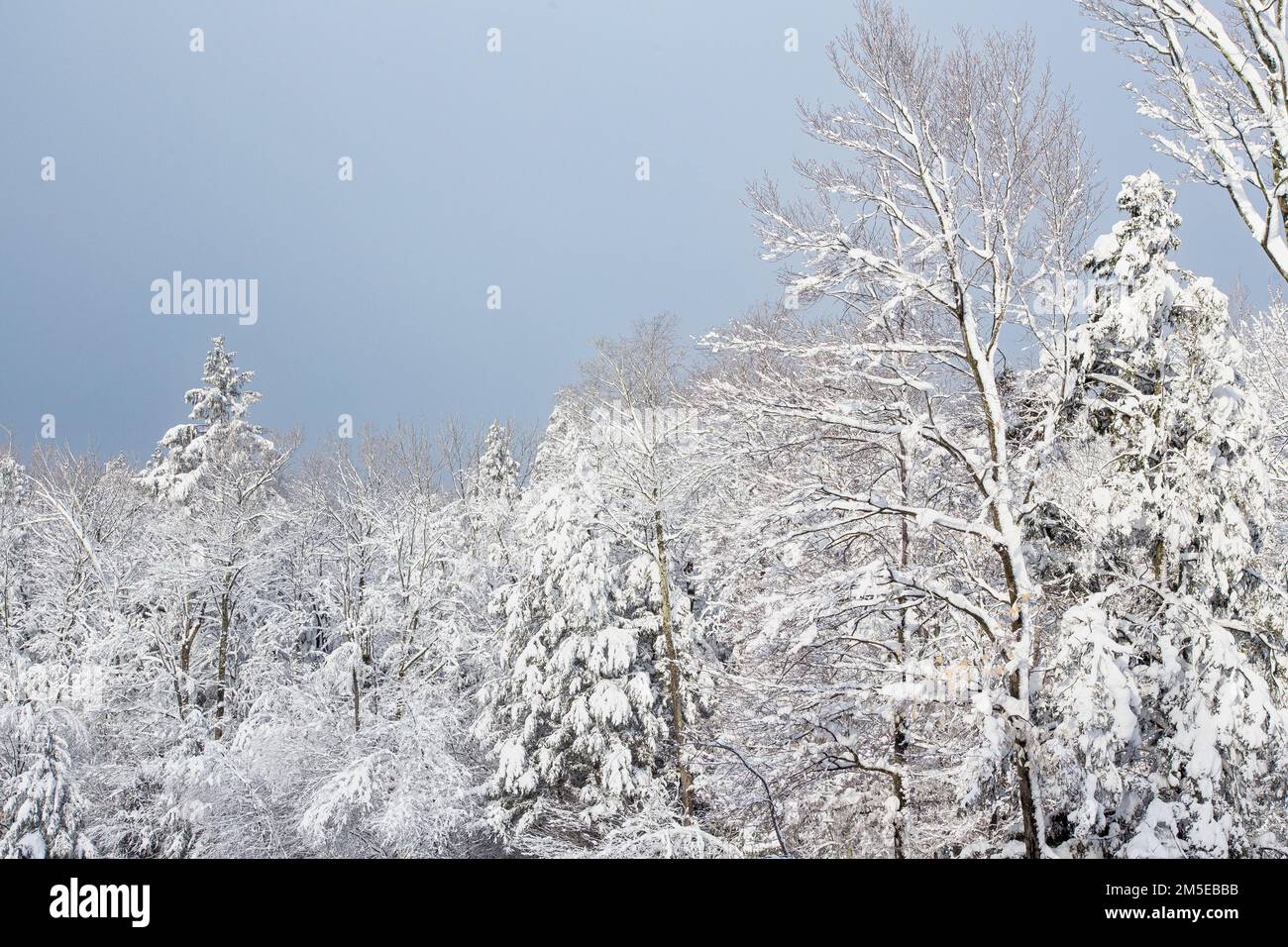 Trees forest covered in heavy snow hi-res stock photography and images ...