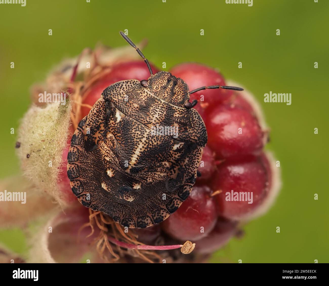 Tortoise Shieldbug nymph (Eurygaster testudinaria) at rest on berries. Tipperary, Ireland Stock Photo