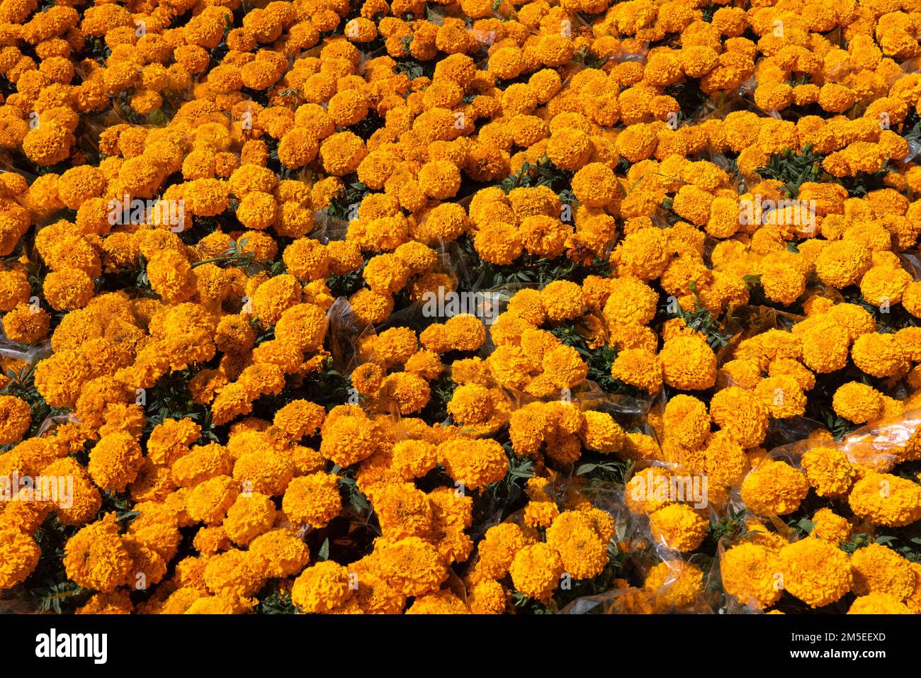 Pots of marigold flowers for celebrating Day of the Dead or Dia de los Muertos in the Zocalo square in Oaxaca, Mexico. Stock Photo