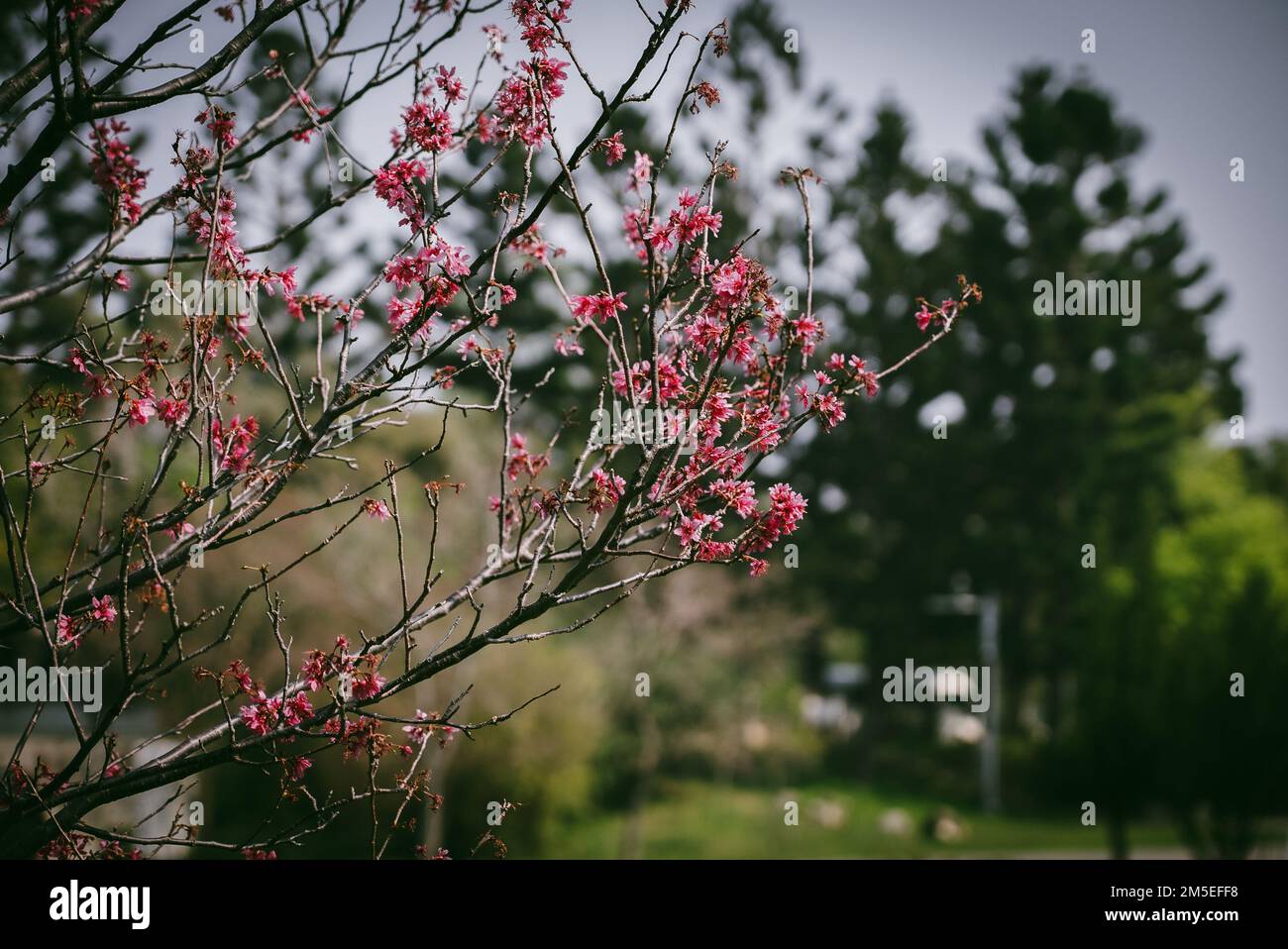 A closeup shot of branches of pink cherry blossom flowers Stock Photo ...