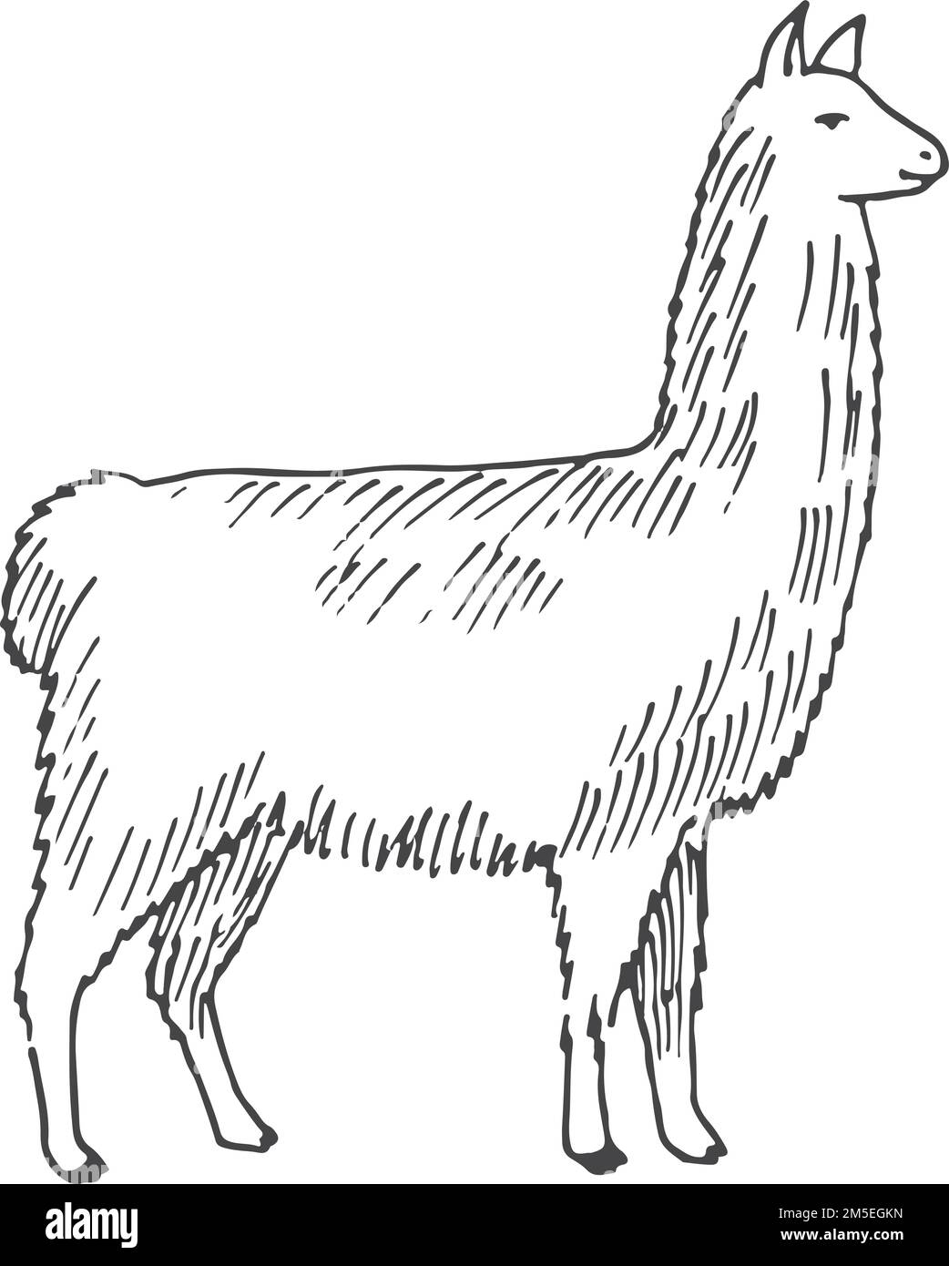 Lama head Black and White Stock Photos & Images Alamy