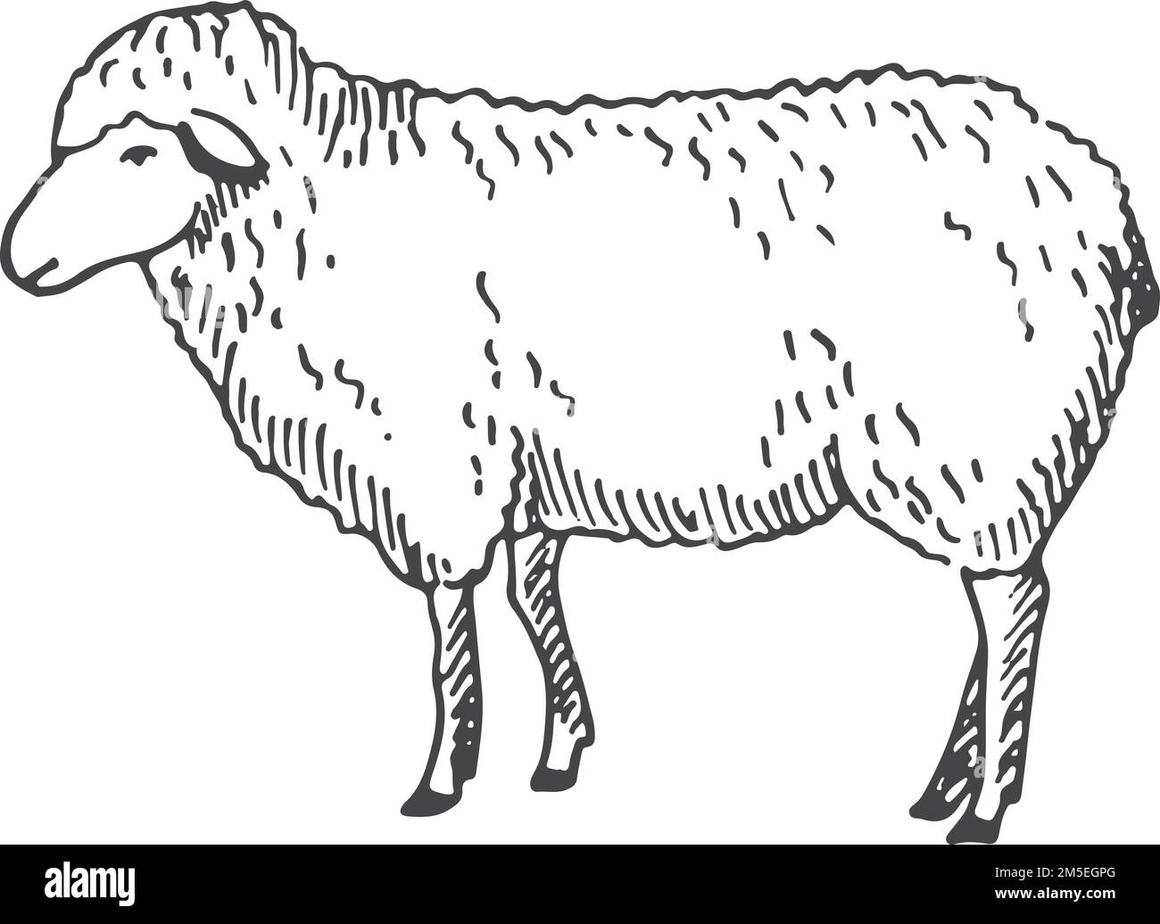 Lamb sketch. Farm wool animal. Sheep drawing Stock Vector