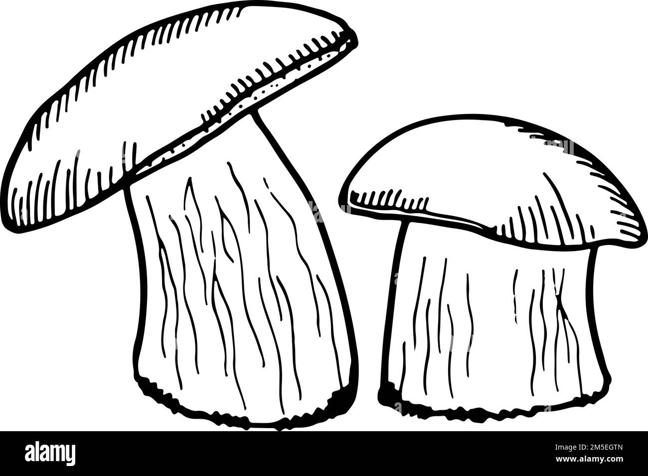 Mushroom Drawing  How to Draw a Mushroom StepbyStep