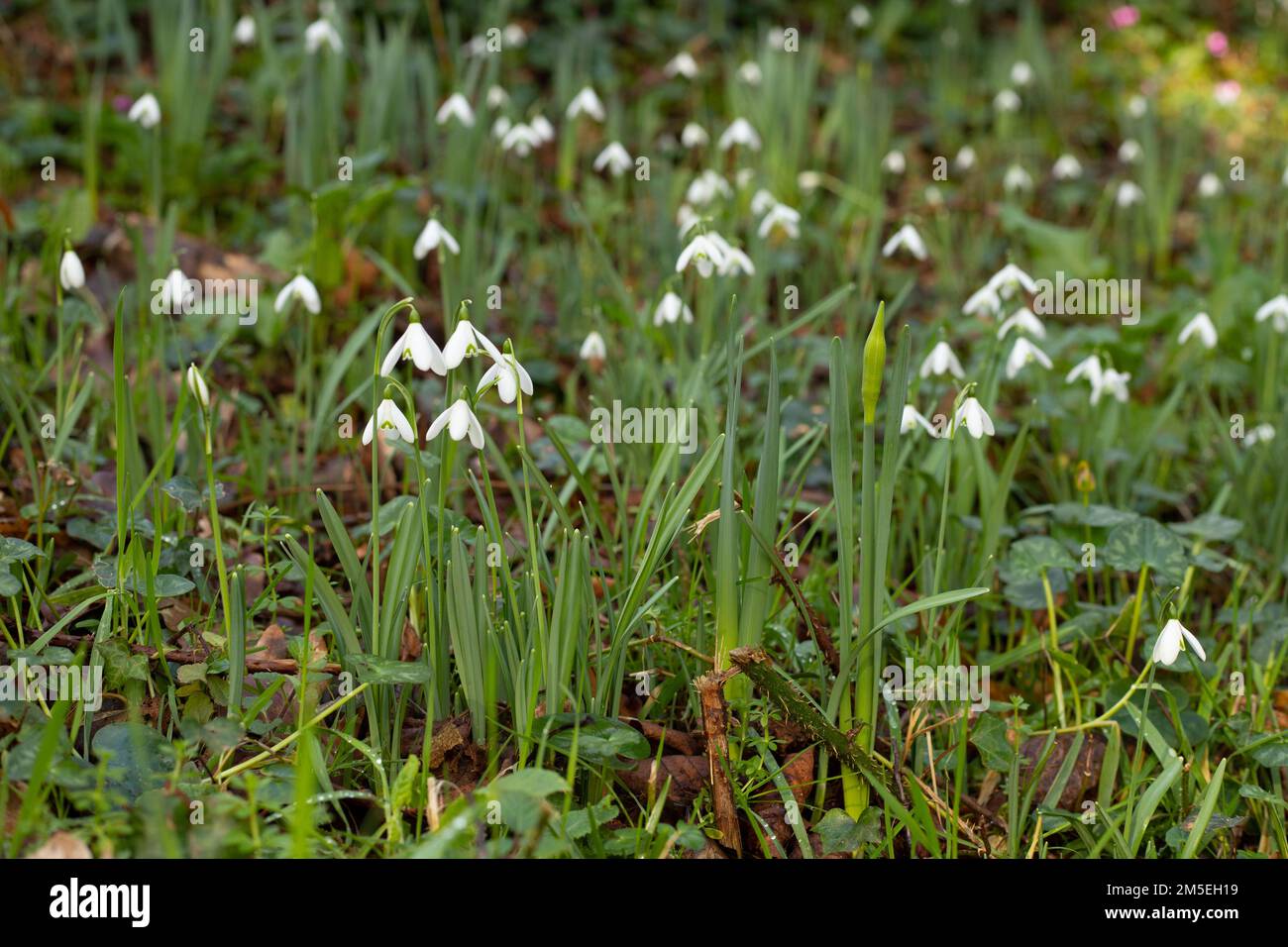Snowdrop flowers, signalling the start of Spring in the UK Stock Photo Alamy