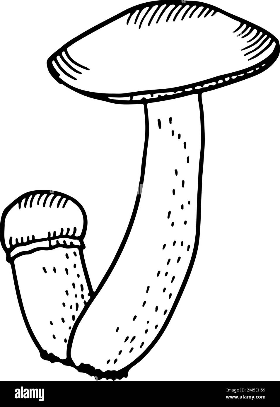 Toadstool sketch. Toxic poisonous mushroom. Fungus illustration Stock Vector