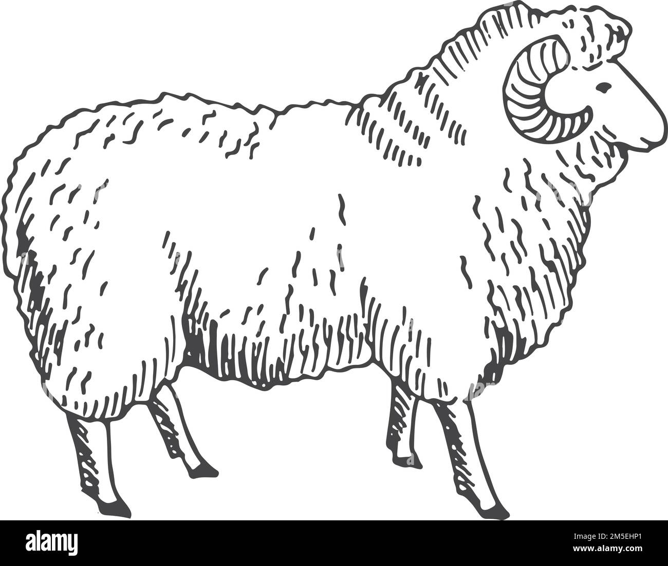 Ram sketch. Sheep drawing. Hand drawn animal Stock Vector