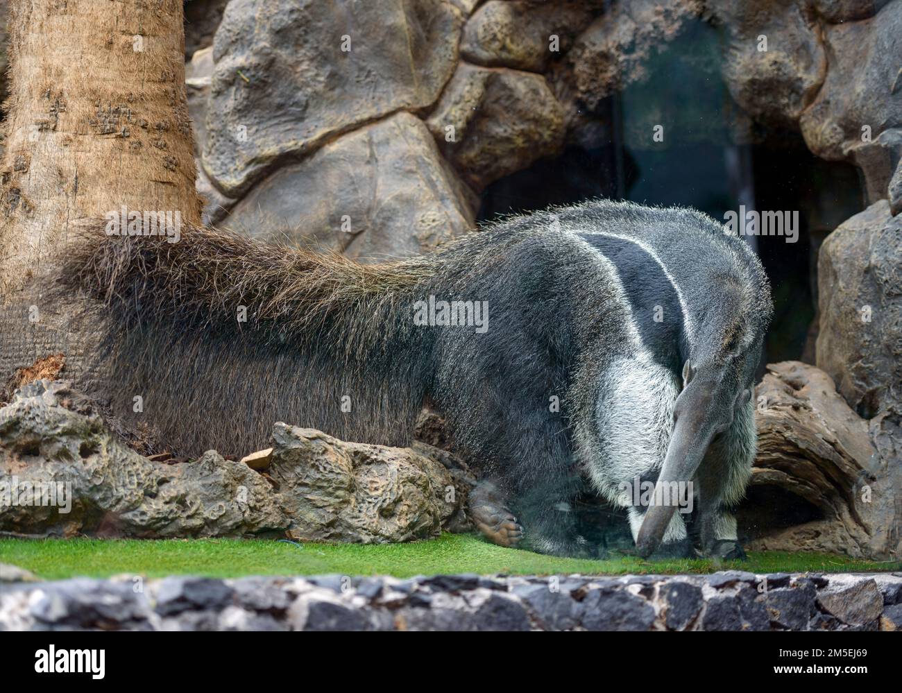 Closeup of anteater with very long fur that is standing on the grass on rock background.. Stock Photo