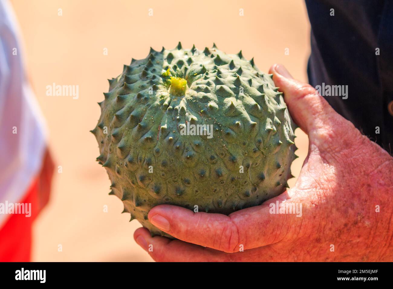 African horned cucumber, kiwano. an annual vine in the cucumber and