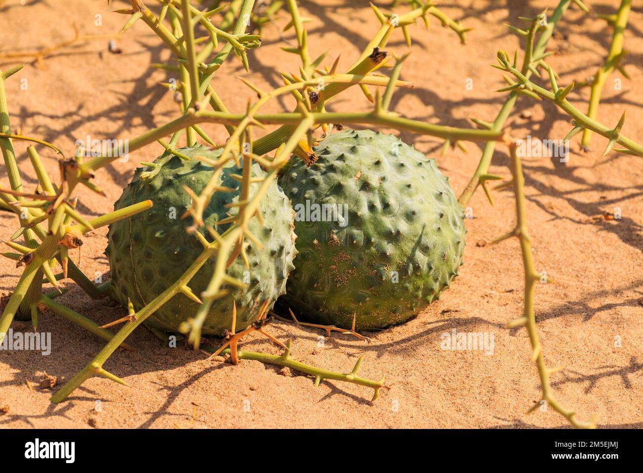 African horned cucumber, kiwano. an annual vine in the cucumber and