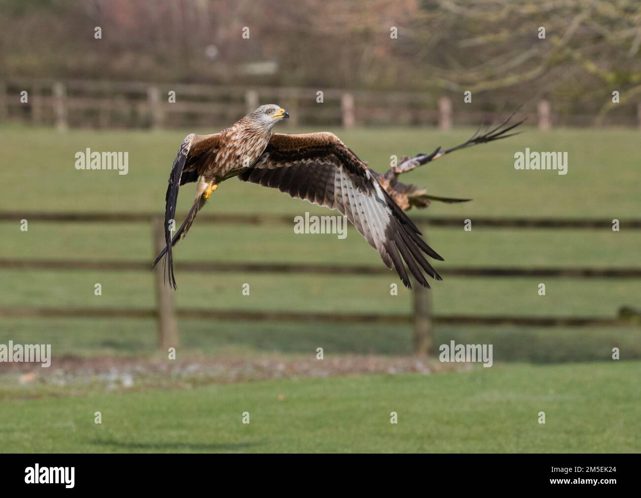 A pair of Red Kites ( Milvus milvus ) in action . One taking off