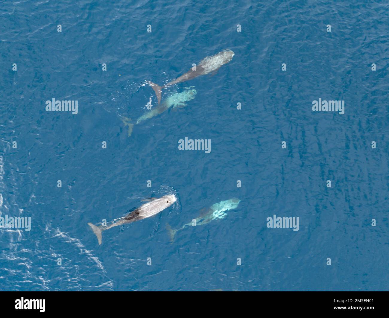 A pod of Risso's dolphins, Grampus griseus, swims in the South Pacific Ocean near the Solomon Islands. Adults tend to be heavily scarred. Stock Photo