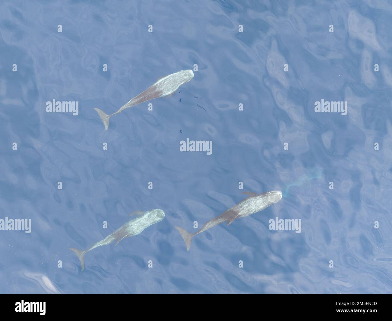 A pod of Risso's dolphins, Grampus griseus, swims in the South Pacific Ocean near the Solomon Islands. Adults tend to be heavily scarred. Stock Photo