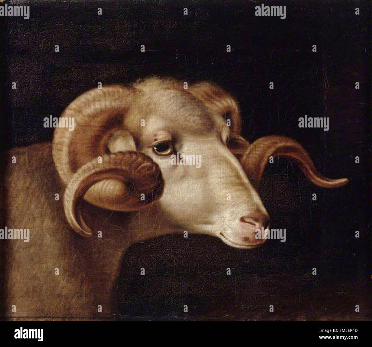 Corsican goats head hires stock photography and images Alamy