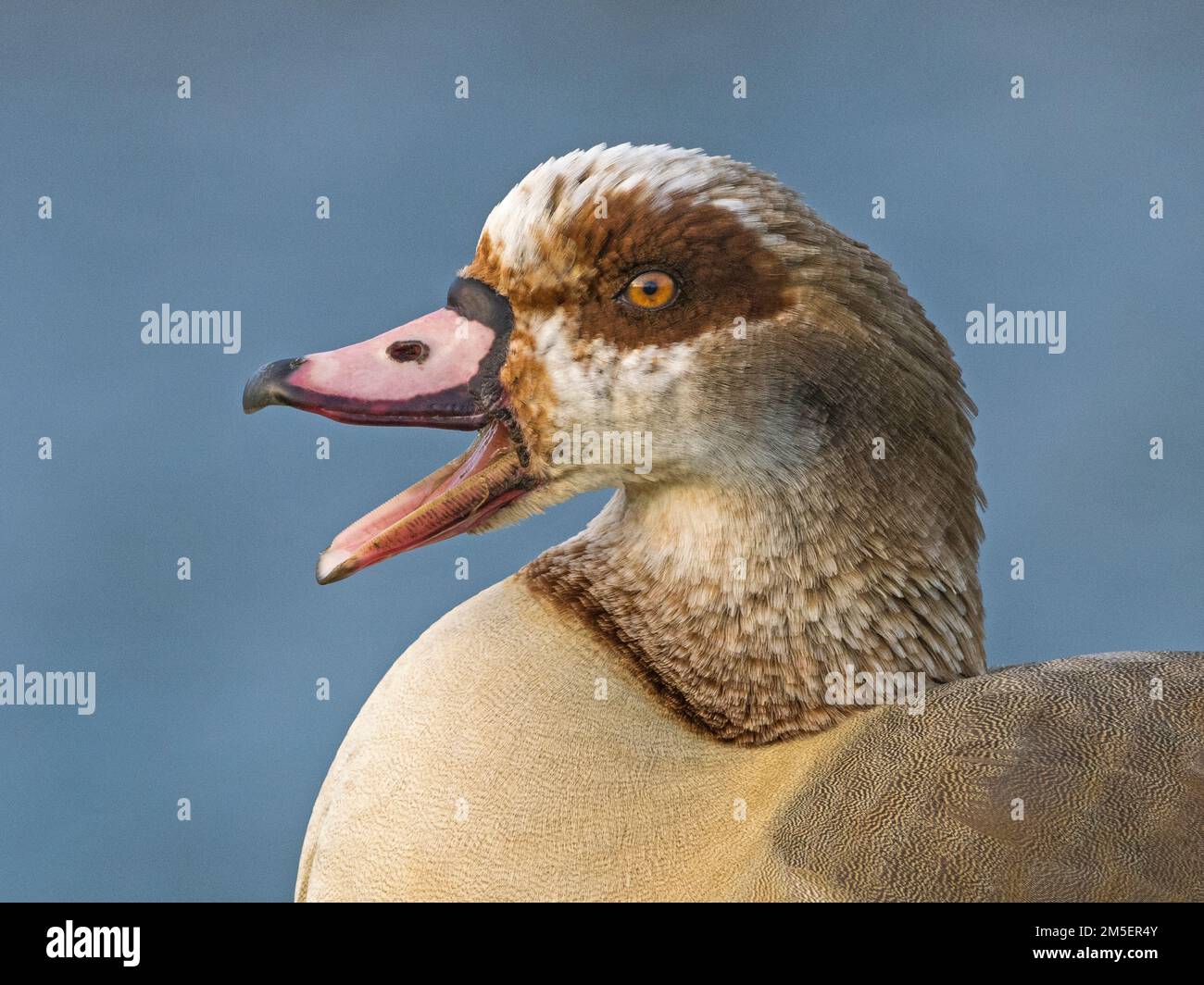 Close-up of male Egyptian Goose (Alopochen aegyptiaca) calling, Cambridgeshire, England Stock Photo