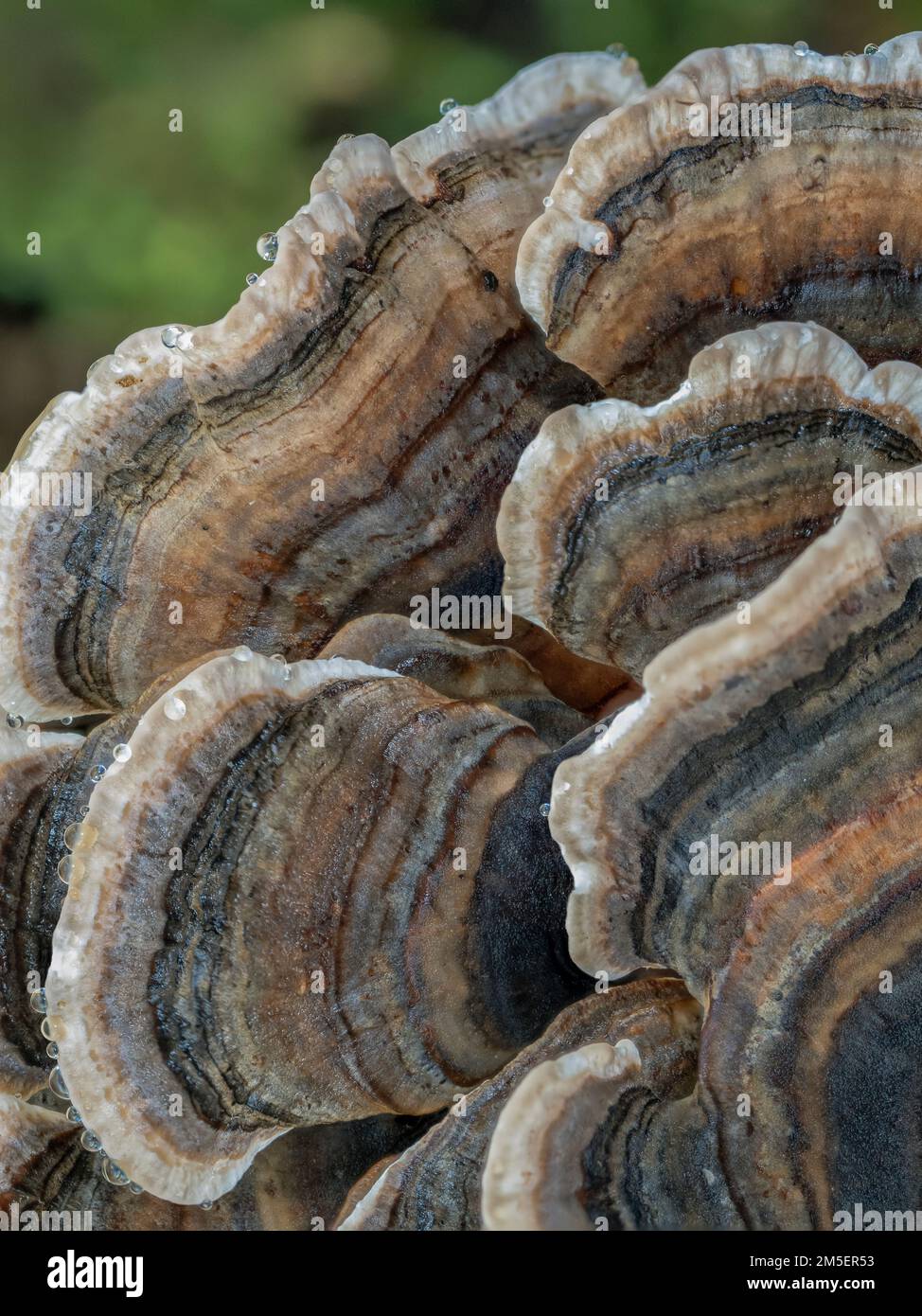 Turkeytail fungus (Trametes versicolor), Holme Fen, Cambridgeshire, England, UK Stock Photo