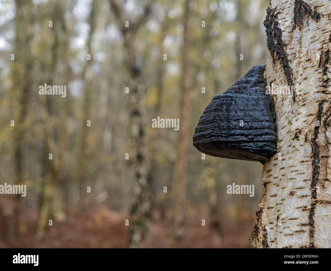 Hoof Fungus (Fomes fomentarius) growing on birch tree, Holme Fen, Cambridgeshire, England Stock Photo