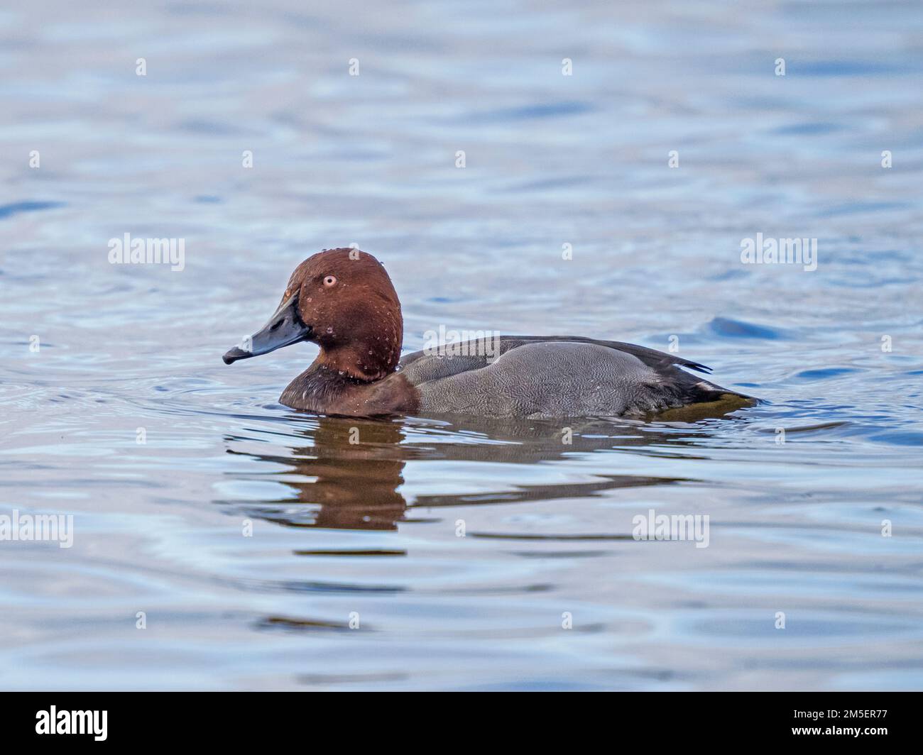 Male Aythya diving duck hybird - a cross between a Common Pochard and a Ferruginous Duck, Ouse Washes, Norfolk, England Stock Photo
