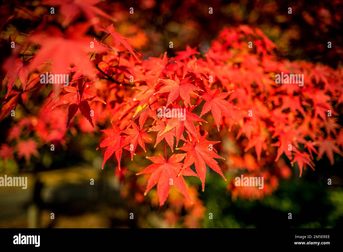 Japanese maple leaves in Autumn (Koyo) Stock Photo