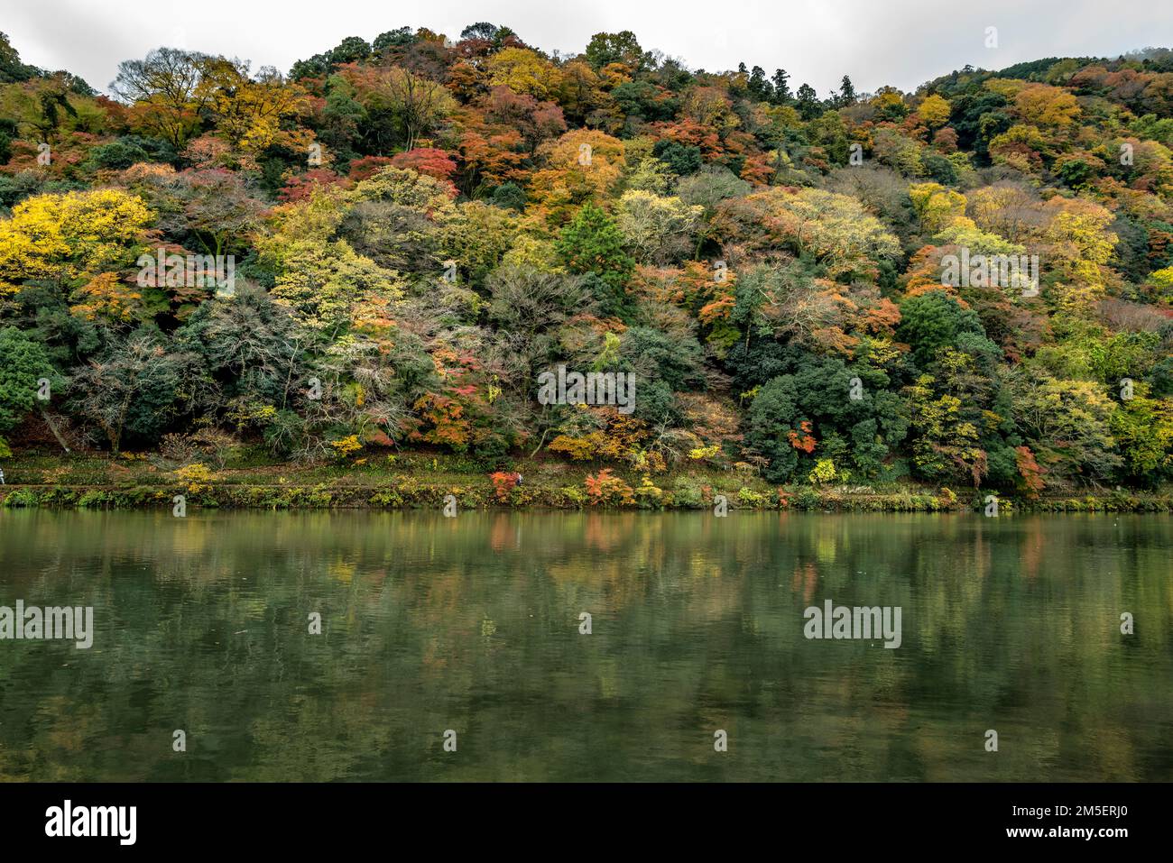 Arashiyama, Kyoto, Japan - trees in Autumn Stock Photo
