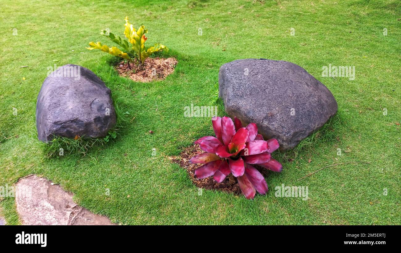 Red Bromeliads are ornamental plants that belong to the pineapple family in public park garden Stock Photo