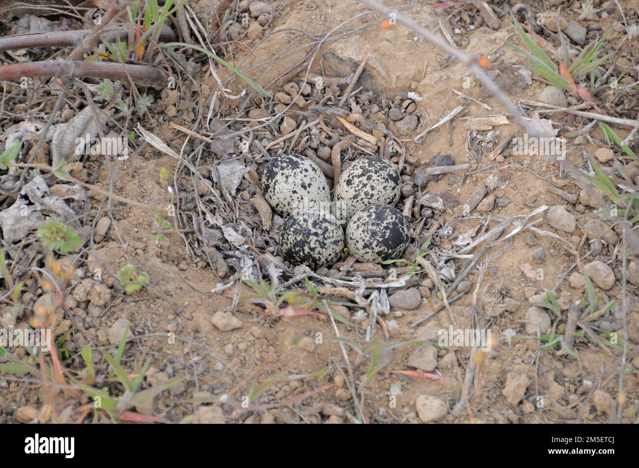 Bird nest with eggs Stock Photo - Alamy