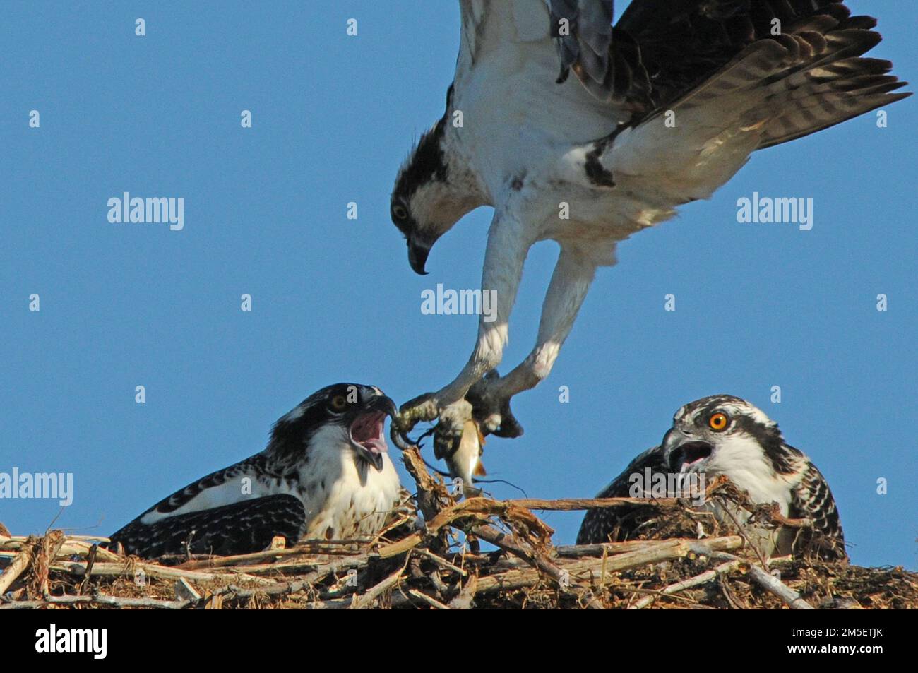 hawks in nest Stock Photo Alamy