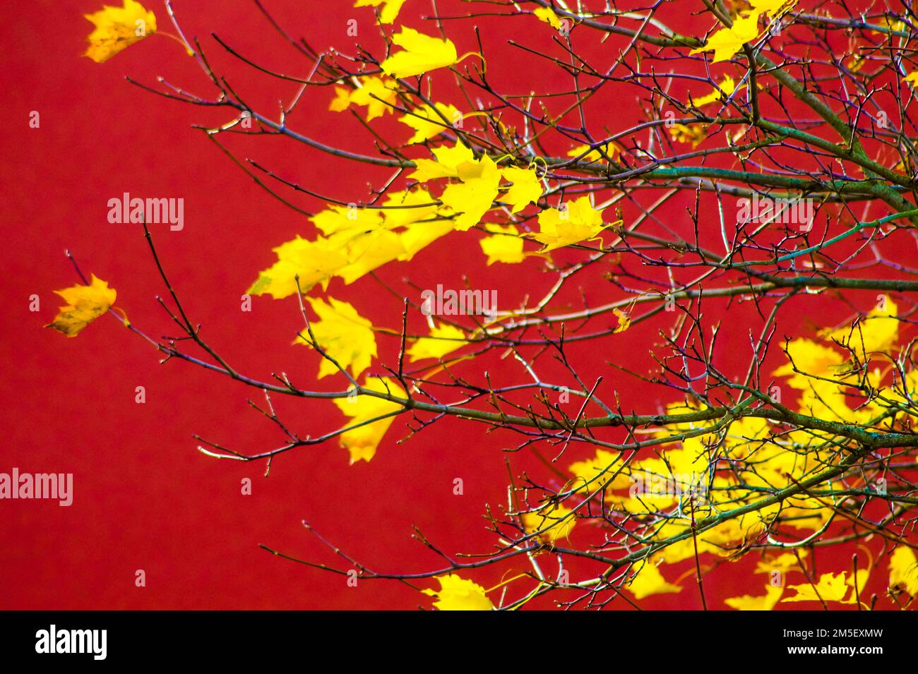 Low angle view of maple tree against red building Stock Photo - Alamy