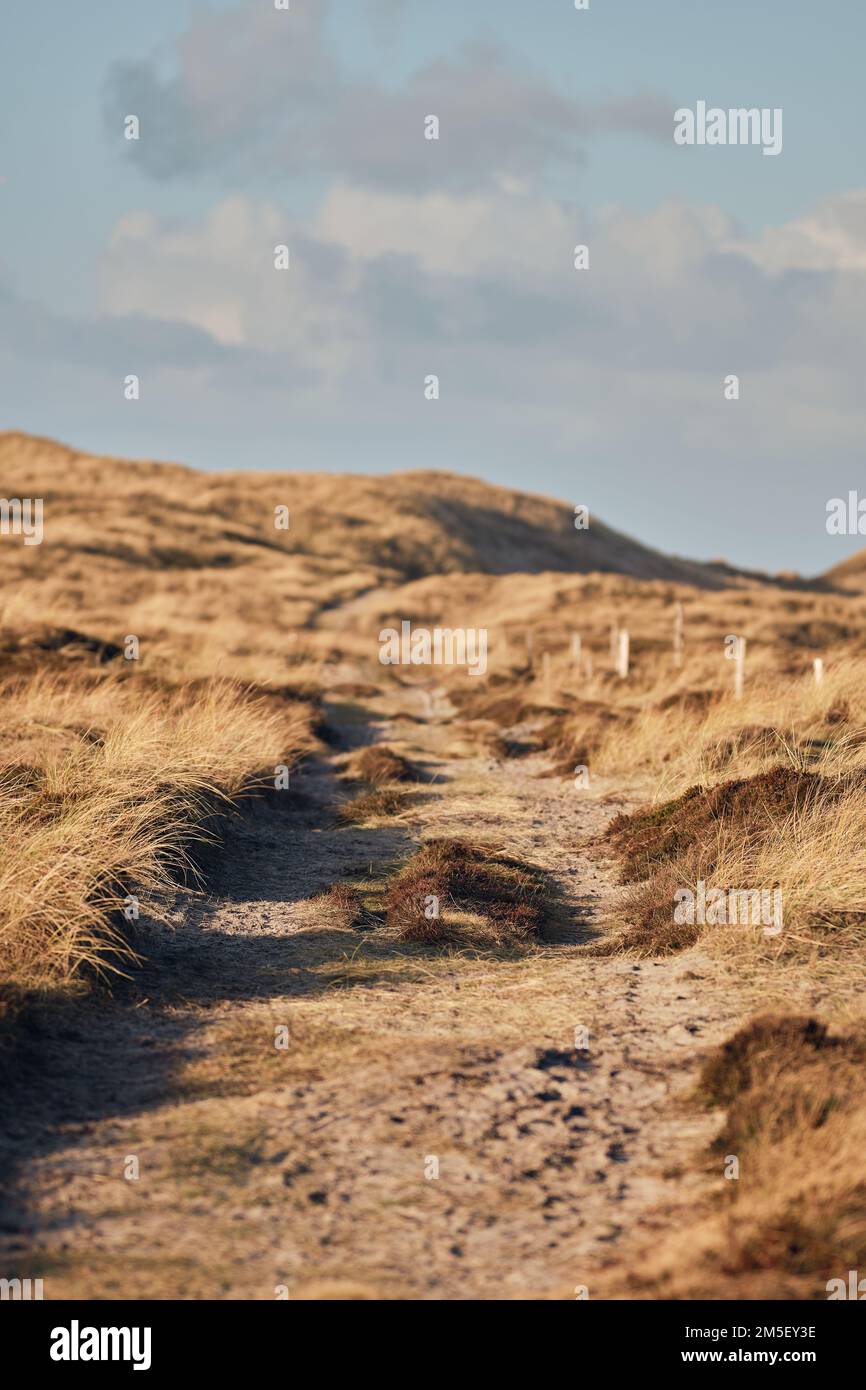beautiful path in dune landscape at Denmarks west coast. High quality photo Stock Photo
