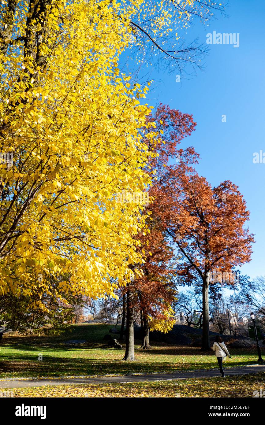 Beautiful foliage landscape in The Central Park, Manhattan, New York, USA. Stock Photo