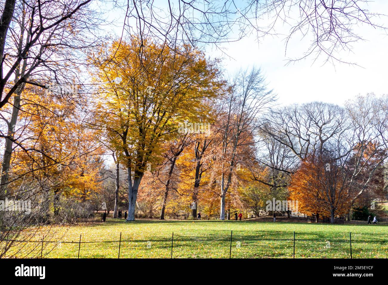 Beautiful foliage landscape in The Central Park, Manhattan, New York, USA. Stock Photo