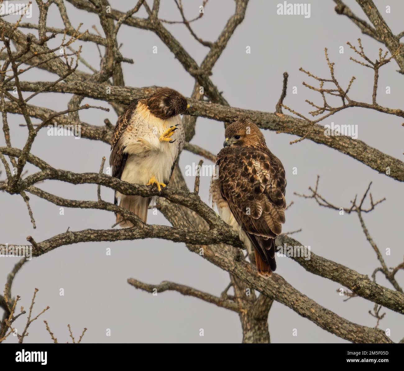 A View Of Beautiful Red Tailed Hawks On A Branch In A Forest Stock