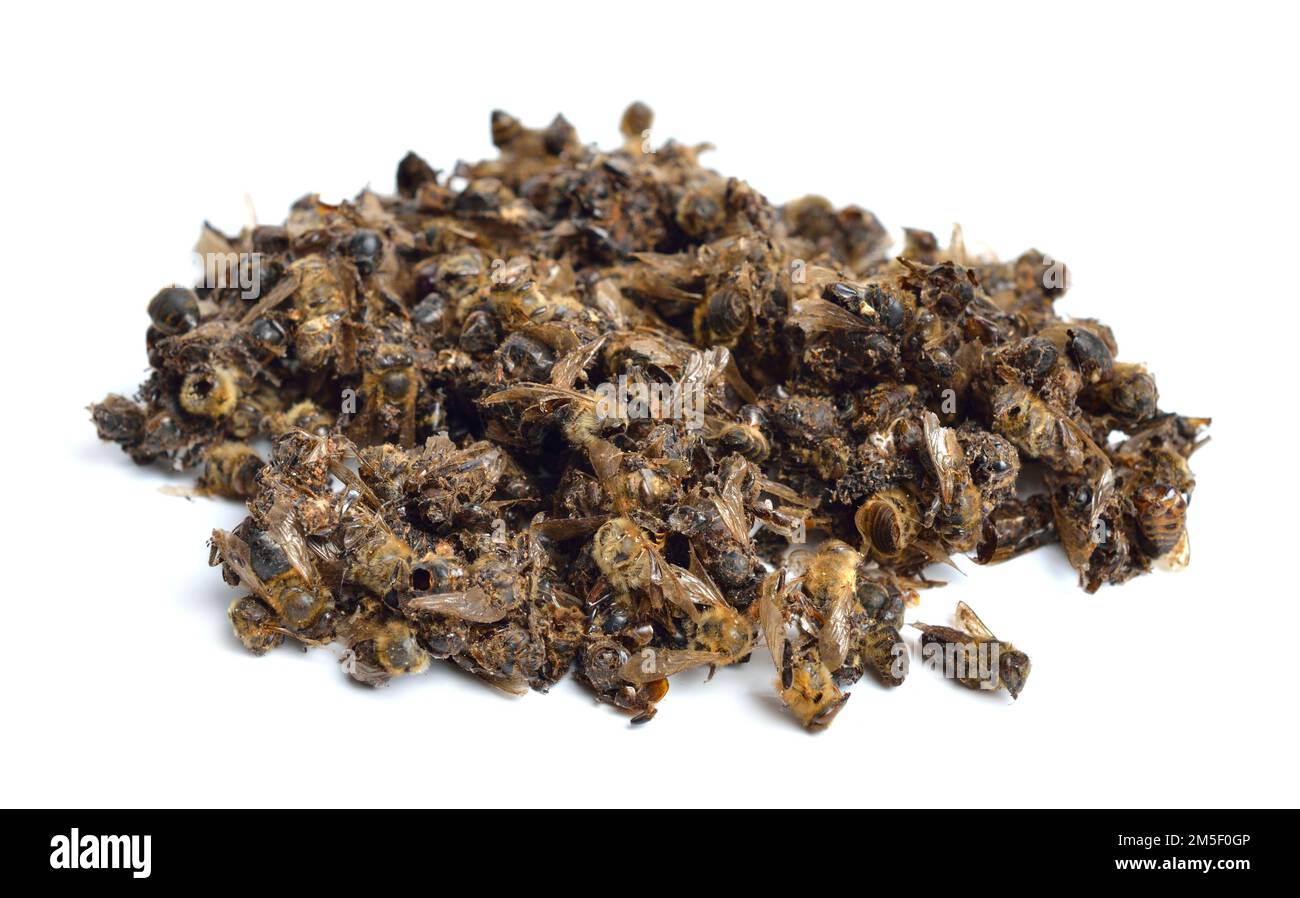 Heap died bees for apitherapy isolated on white background Stock Photo