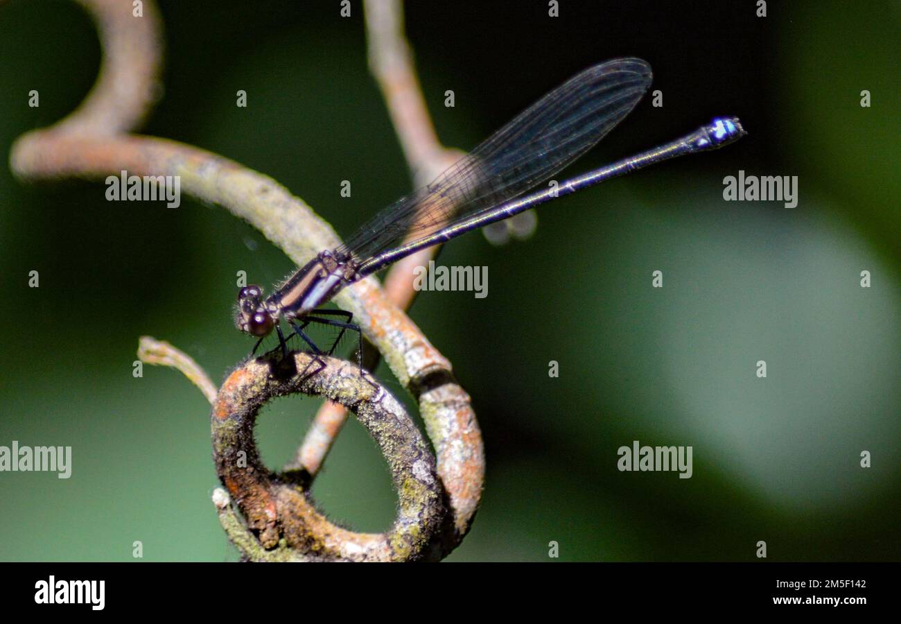 A macro shot of a dragonfly on a branch Stock Photo - Alamy