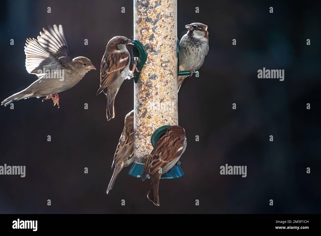 House sparrows interaction at bird feeder Stock Photo