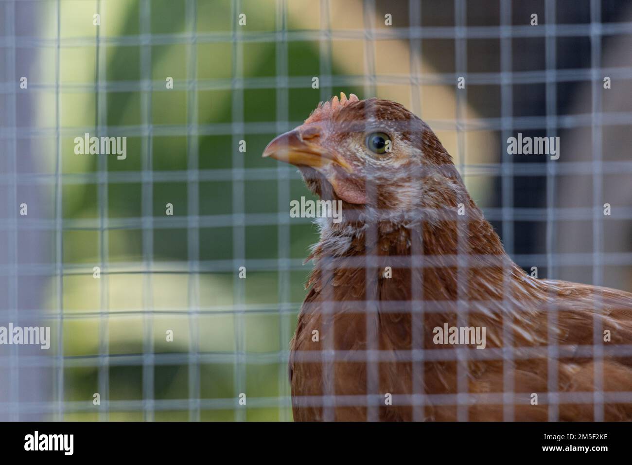 The closeup view of a Chicken inside a chicken coop Stock Photo Alamy