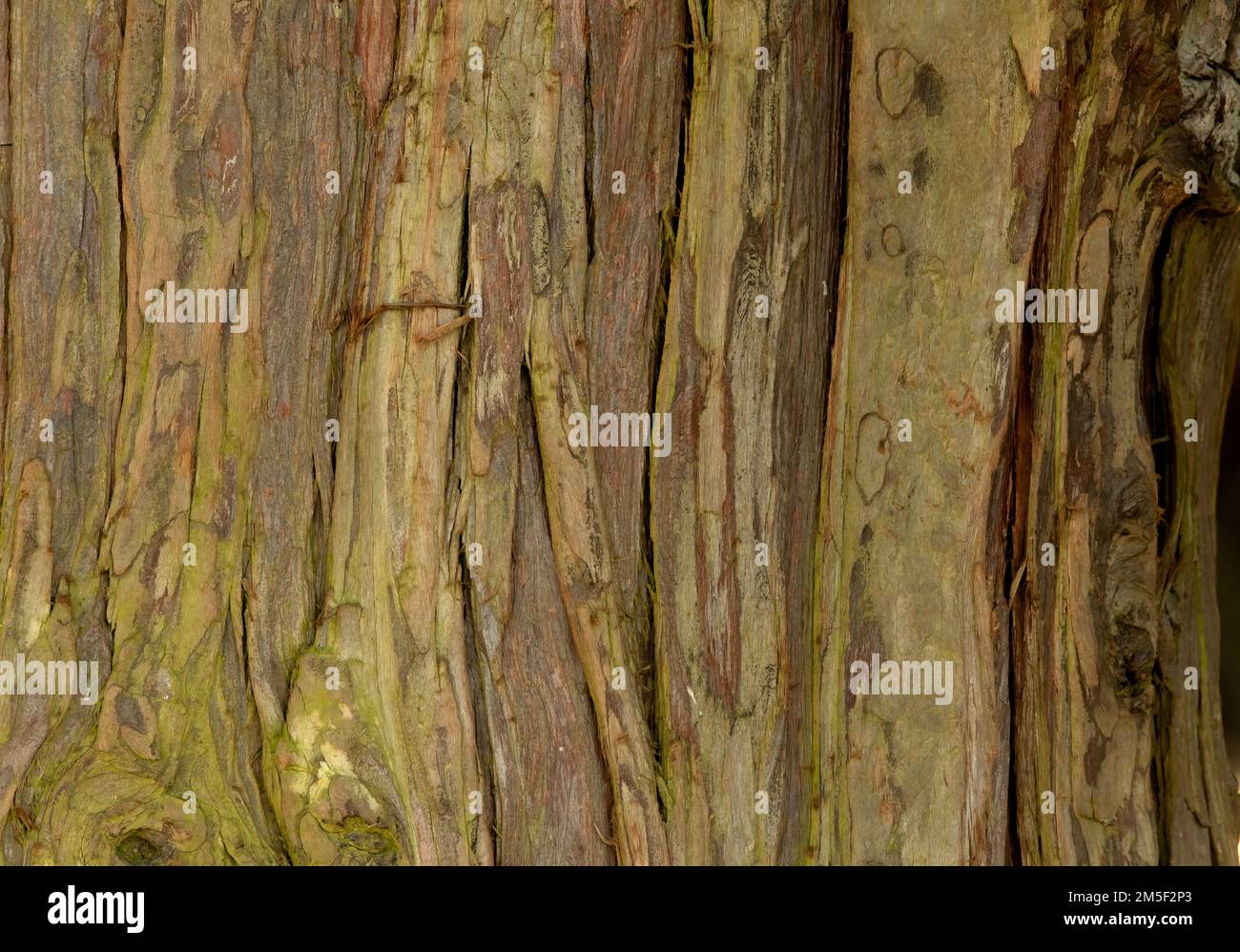 Bark tree macro nature hi-res stock photography and images - Alamy