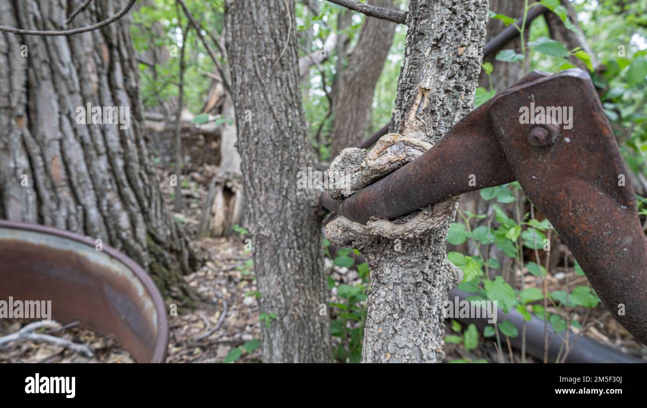 The view of a tree growing around the abandoned farm equipment Stock ...