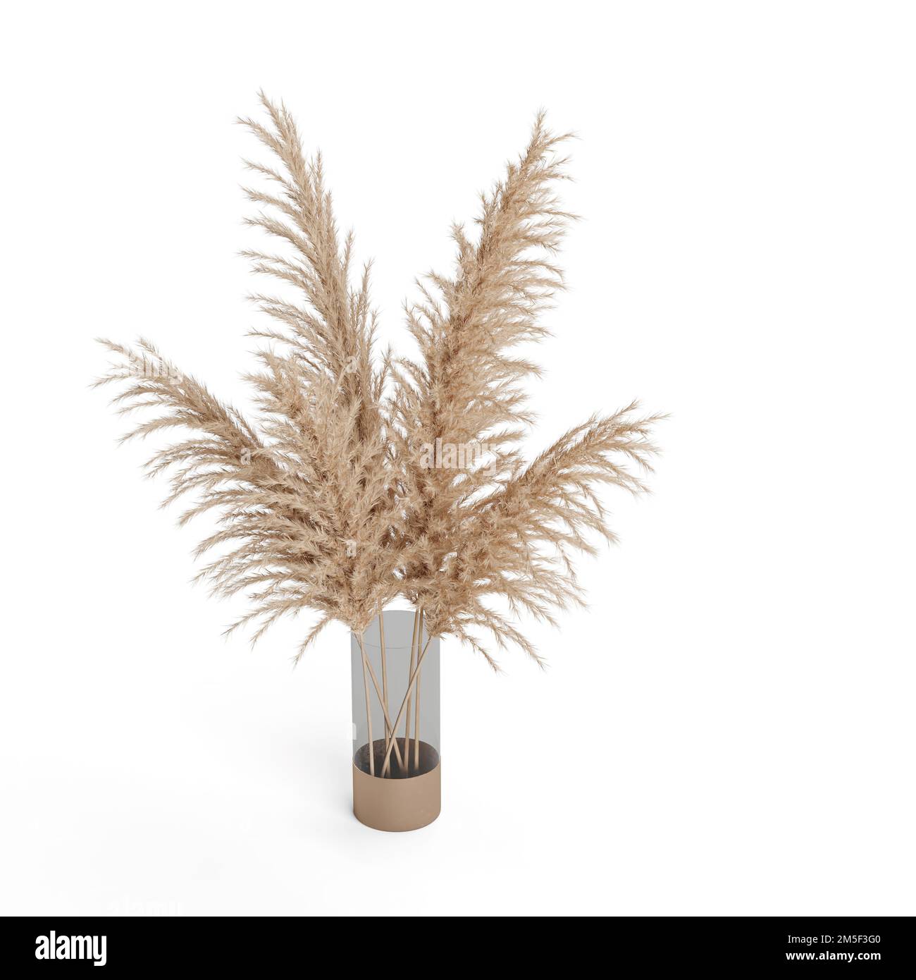 A pampas grass in a flower pot on the white background Stock Photo - Alamy
