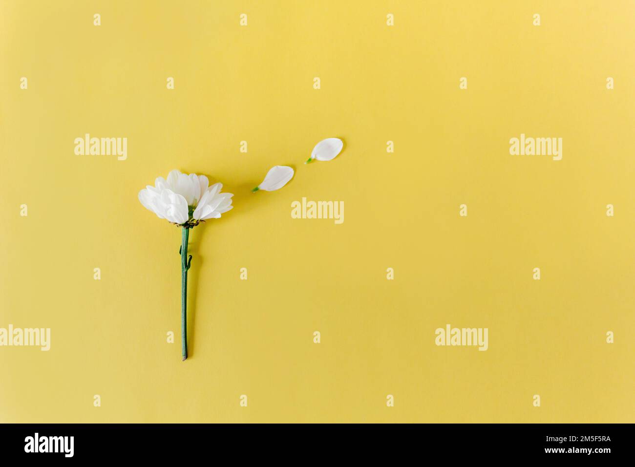 Creative flatlay with camomole flower on the yellow background. Copy space. Top view Stock Photo
