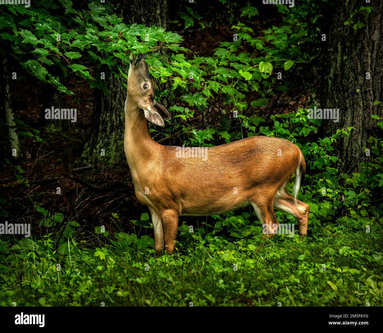 A whitetailed deer ignores the rain as she enjoys a fresh lunch one