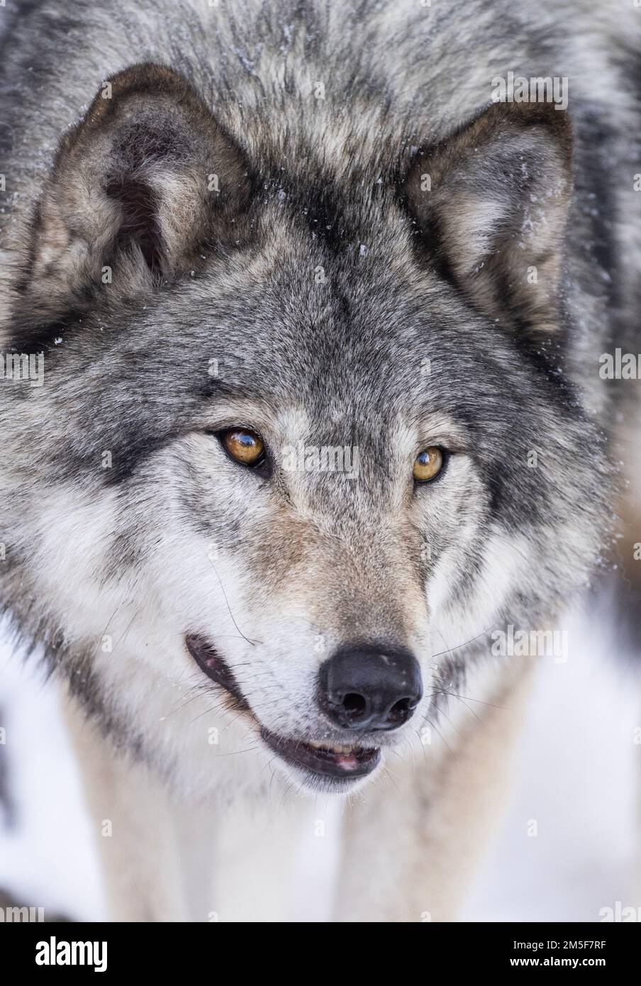 timber wolf portrait in winter Stock Photo - Alamy