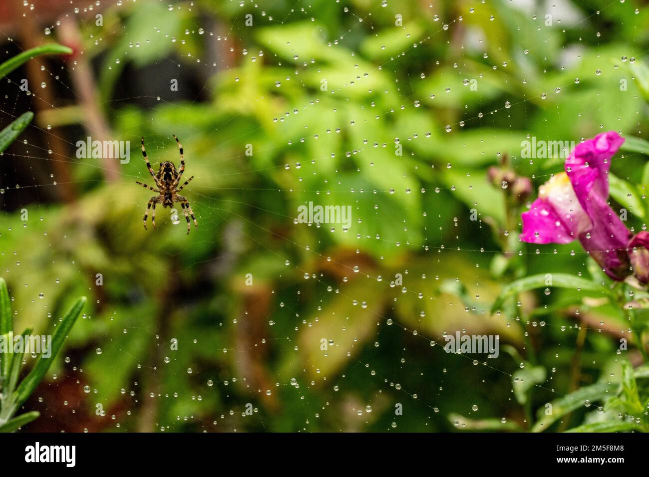 Close up natural animal portrait of spider and spider's web in garden ...