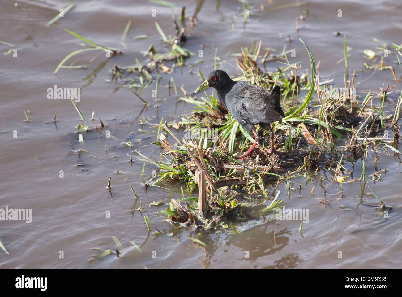 Black crake (Amaurornis flavirostris), an adult with typical green-yellow bill and red eyes and legs. Stock Photo