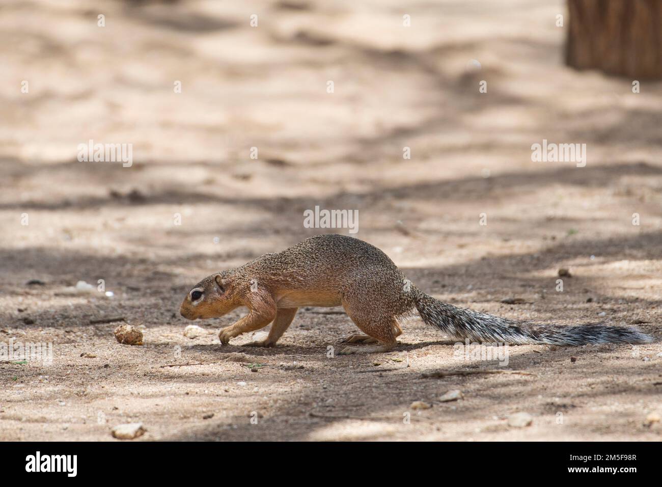 Unstriped ground squirrel (Xerus rutilus), Selenkay conservancy, Amboseli, Kenya Stock Photo