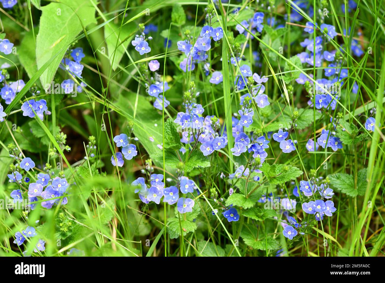 blue flowering Seedwall in tall grass Stock Photo