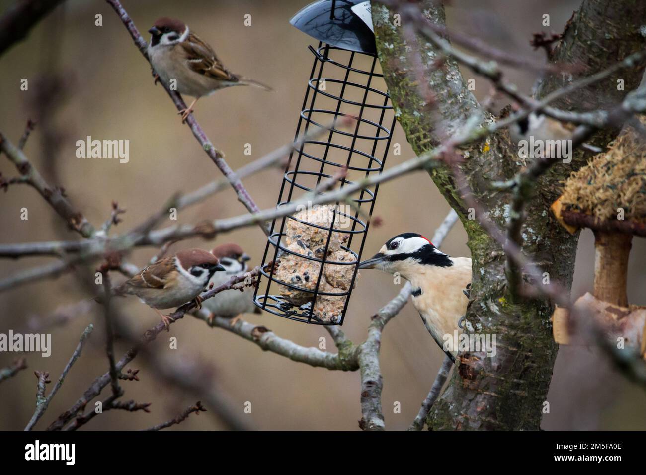 Eurasian tree sparrows (Passer montanus) and geat spotted woodpecker (Dendrocopos major) eating